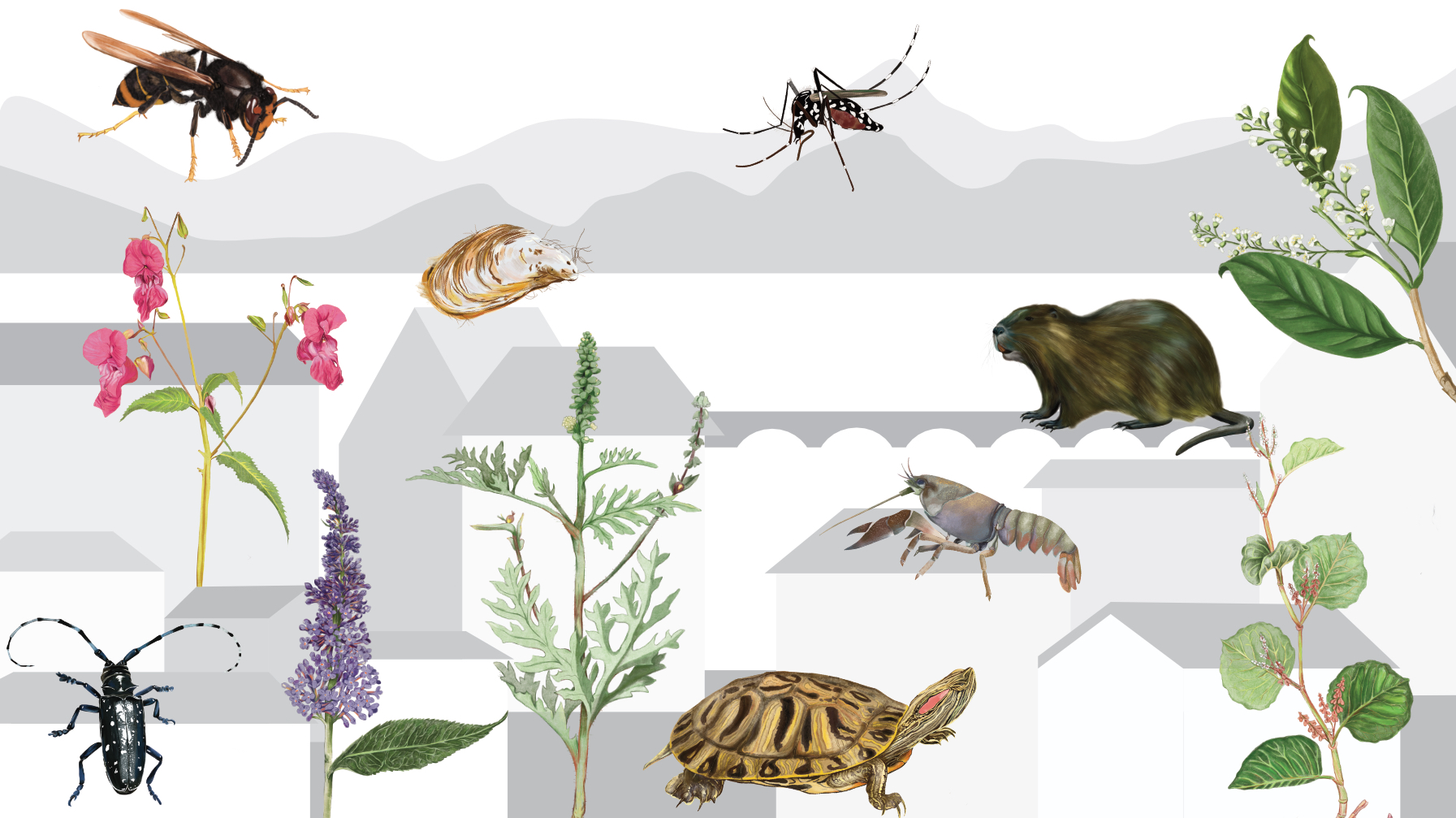 The Dirty Dozen der Schweizer Neobiota