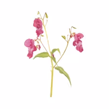 DrüsigesSpringkraut_Impatiens glandulifera