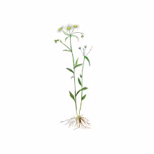 Berufkraut (Erigeron Annuus)