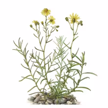 Greiskraut_Senecio_inaequidens 