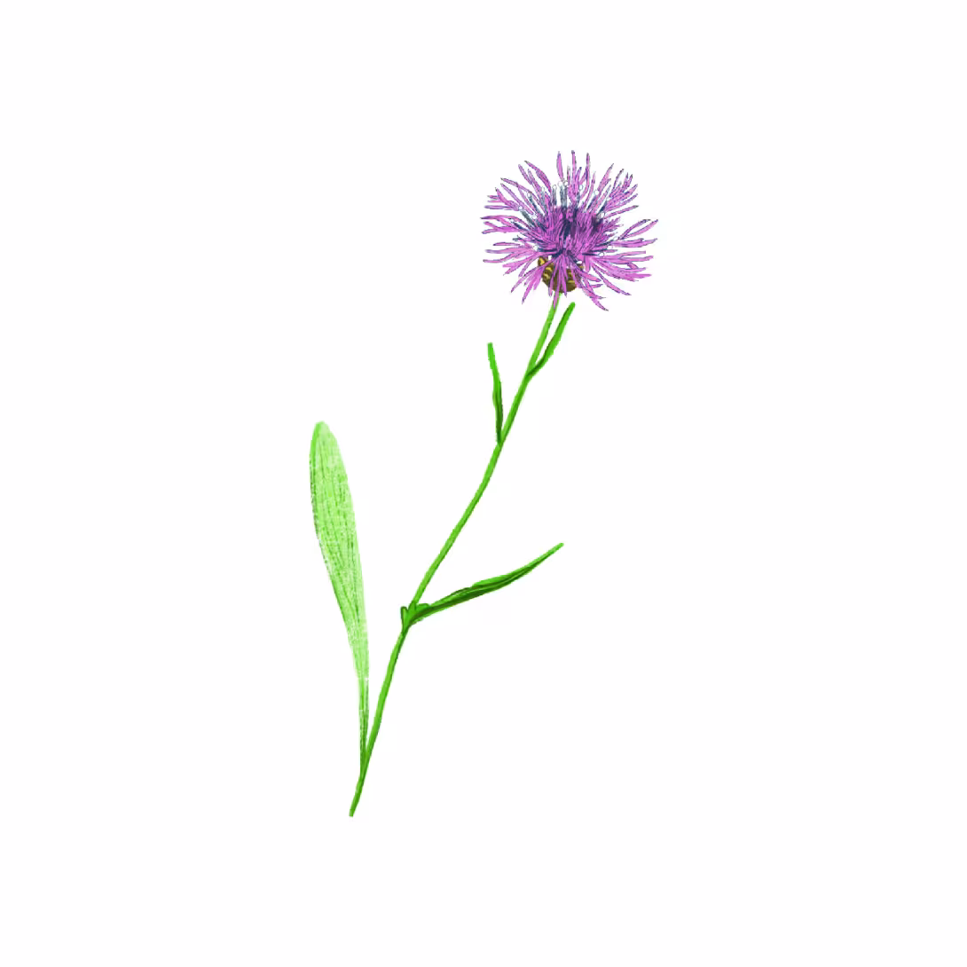 Wiesen-Flockenblume (Centaurea jacea)