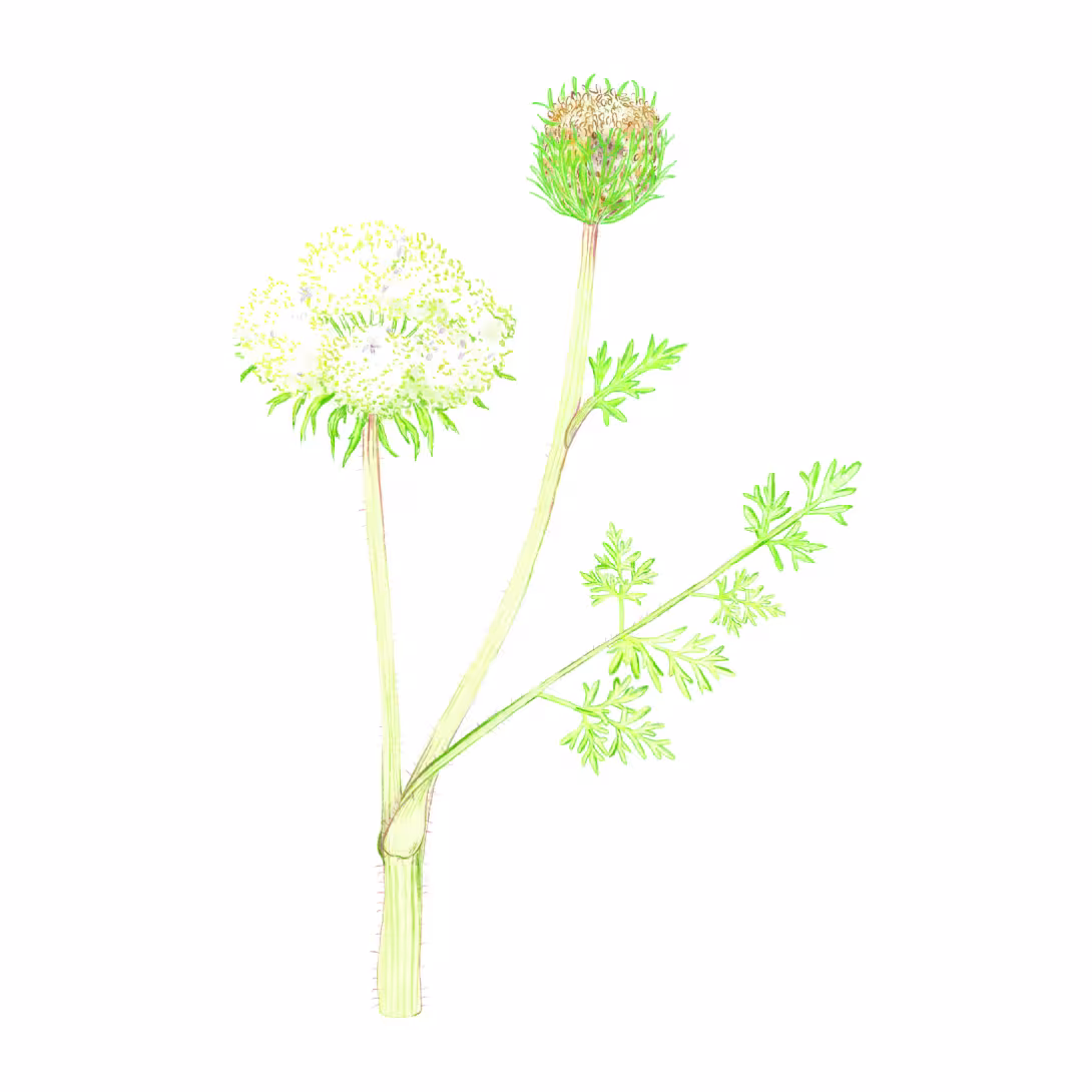 Wilde Möhre (Daucus carota)
