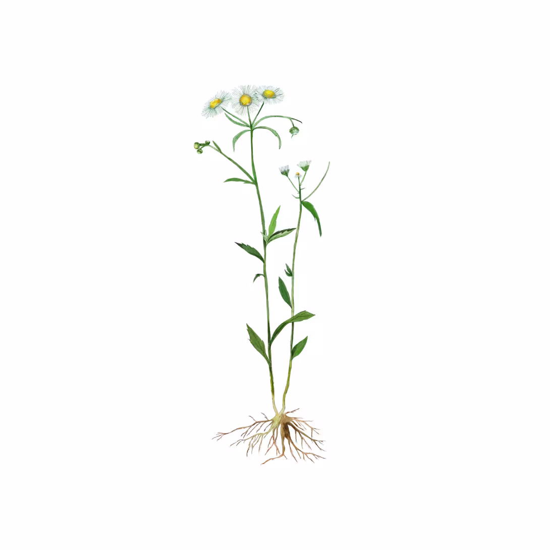 Berufkraut (Erigeron Annuus)