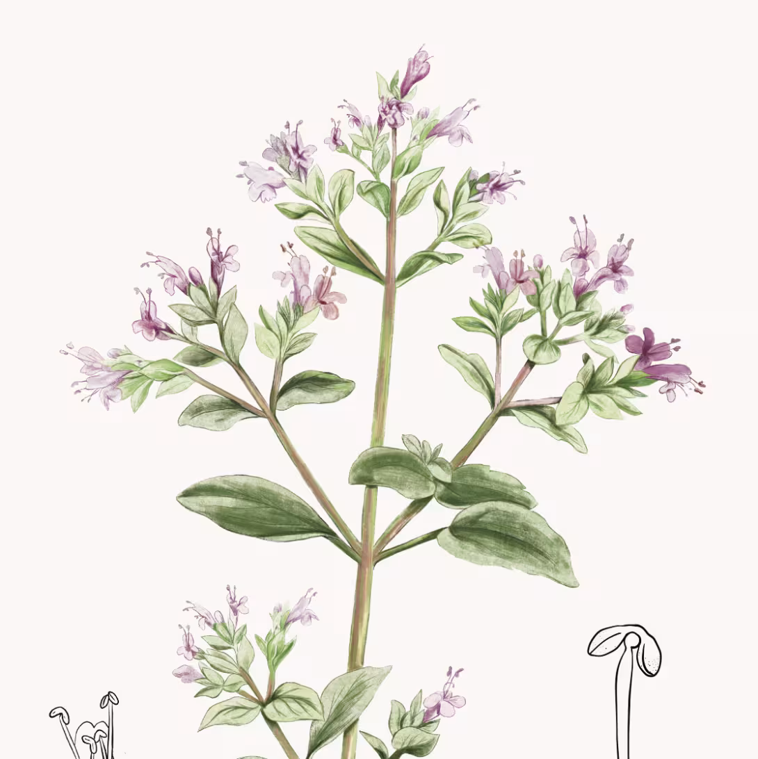 Oregano_vulgare