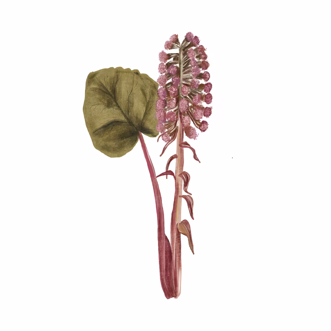 Petasites_hybridus