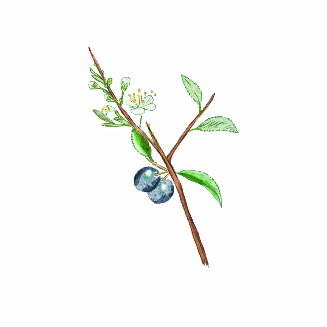 Schlehe (Prunus spinosa)