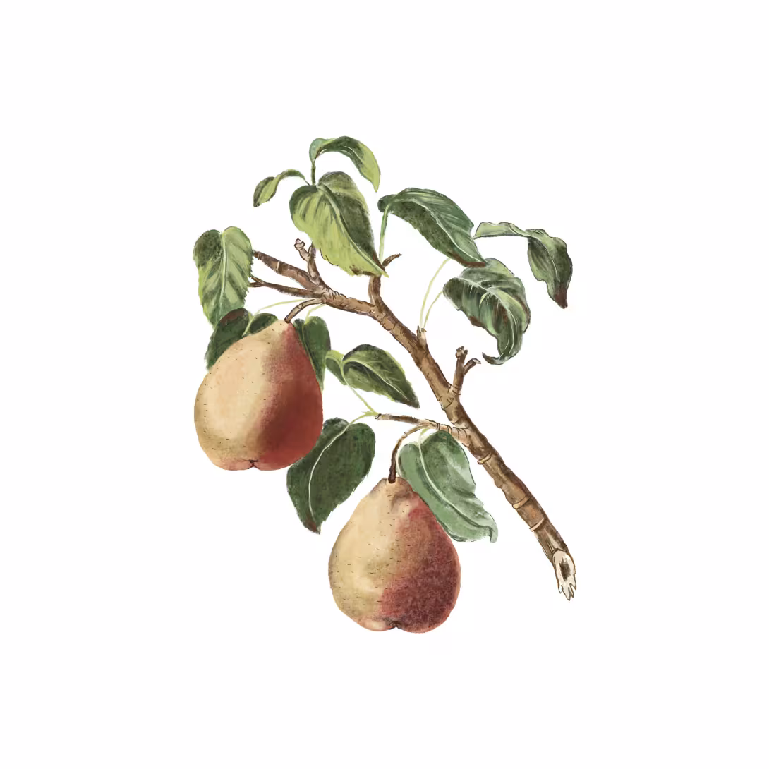 Wildbirne (Pyrus pyraster)