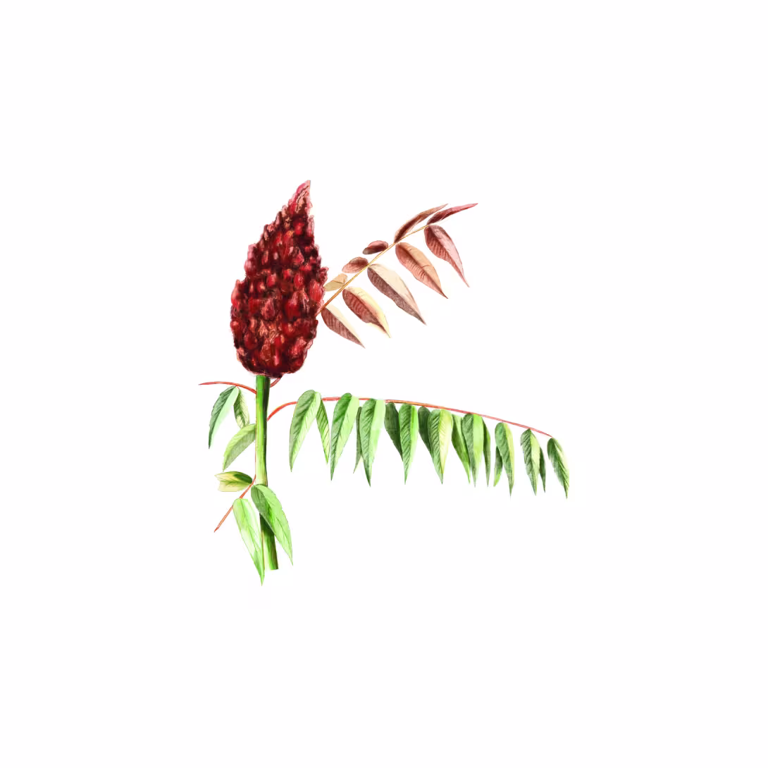 Essigbaum (Rhus typhina)