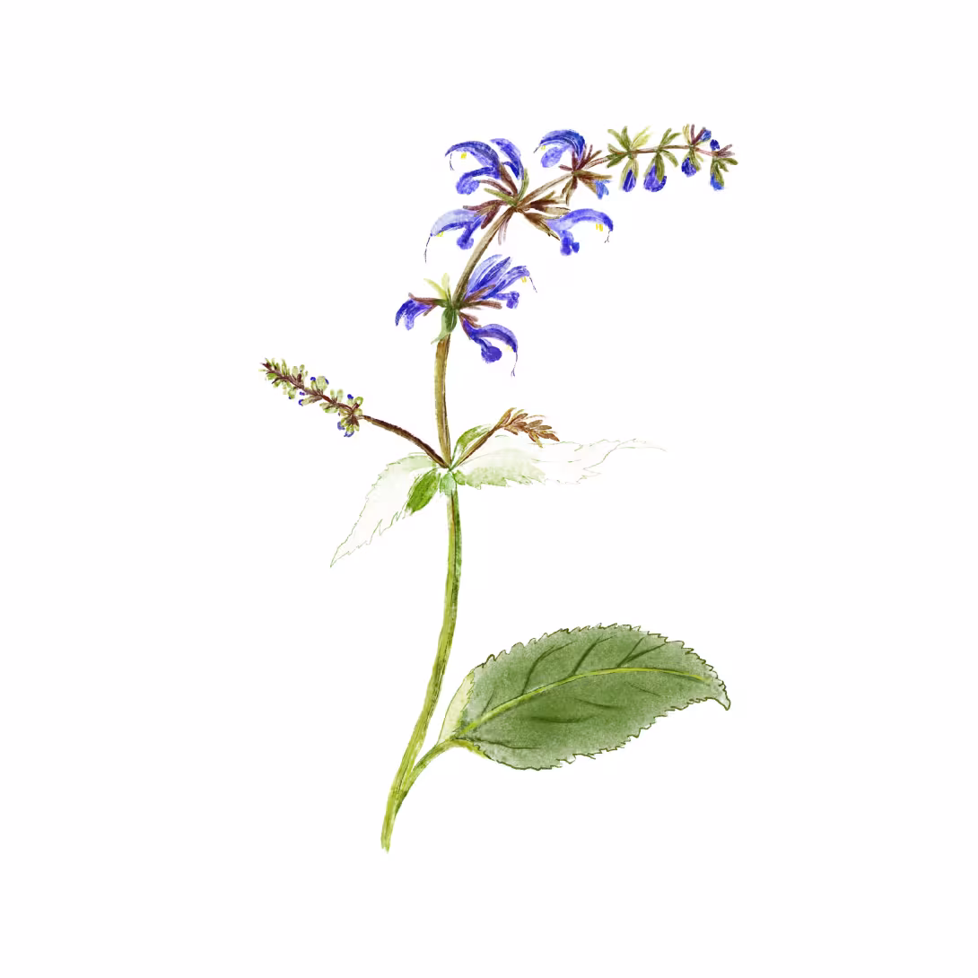 Wiesensalbei (Salvia pratensis)