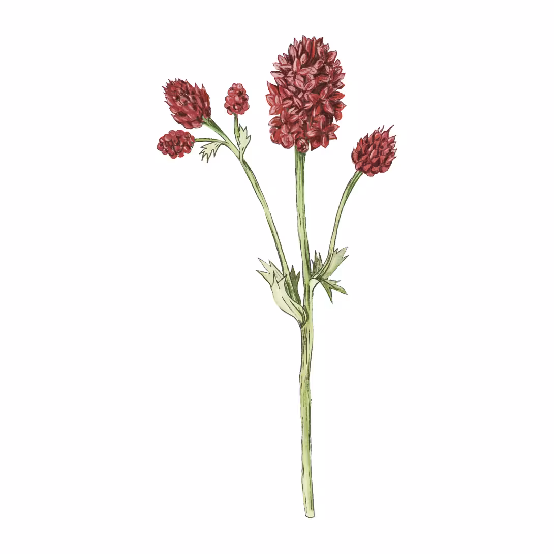 Grosser Wiesenknopf (Sanguisorba officinalis)