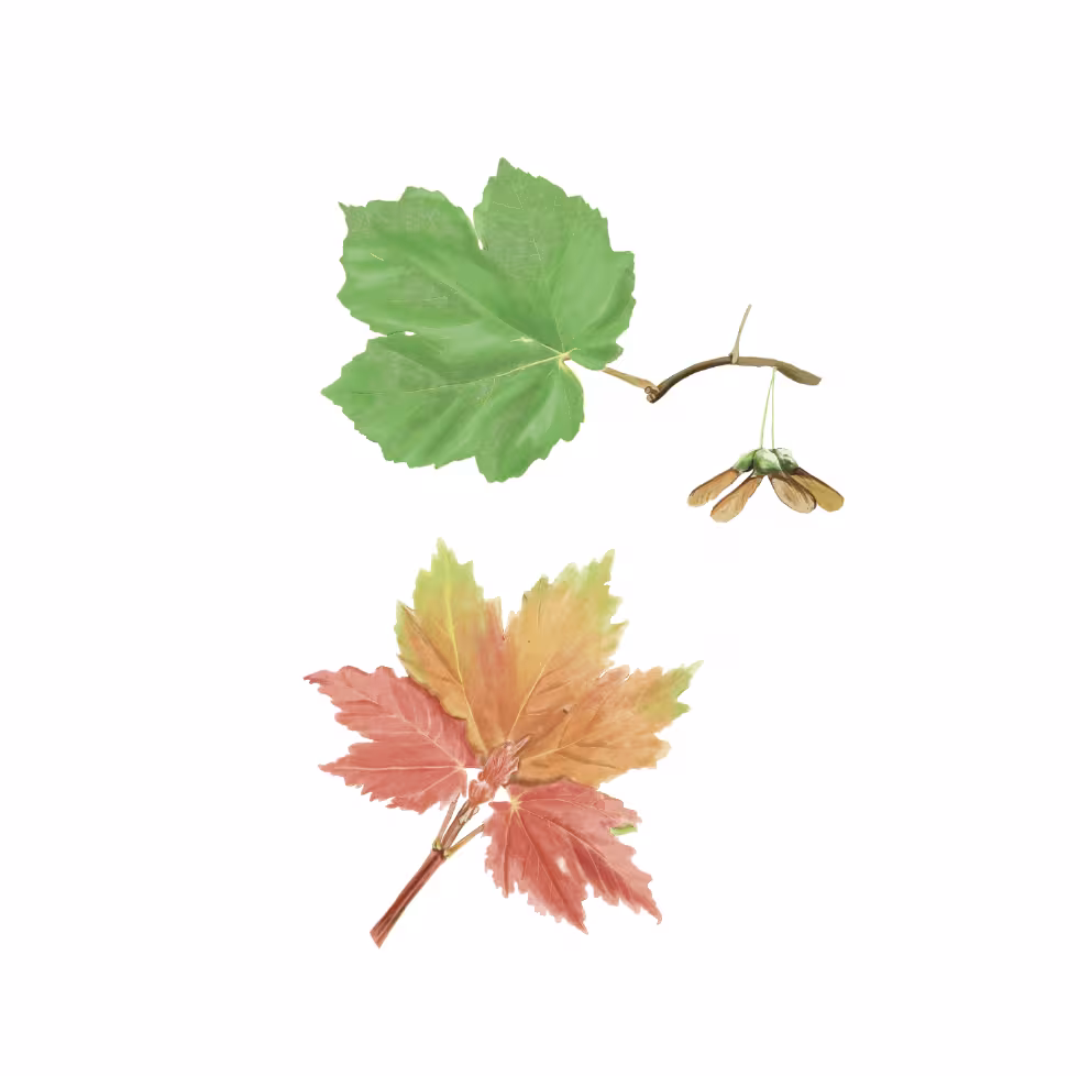 SchneeblattAhorn_acer_opulus