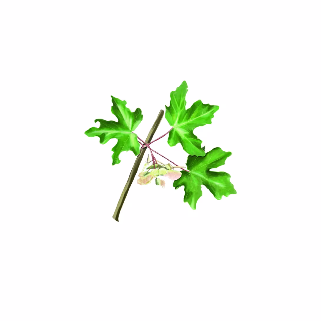 Feldahorn (Acer campestre)