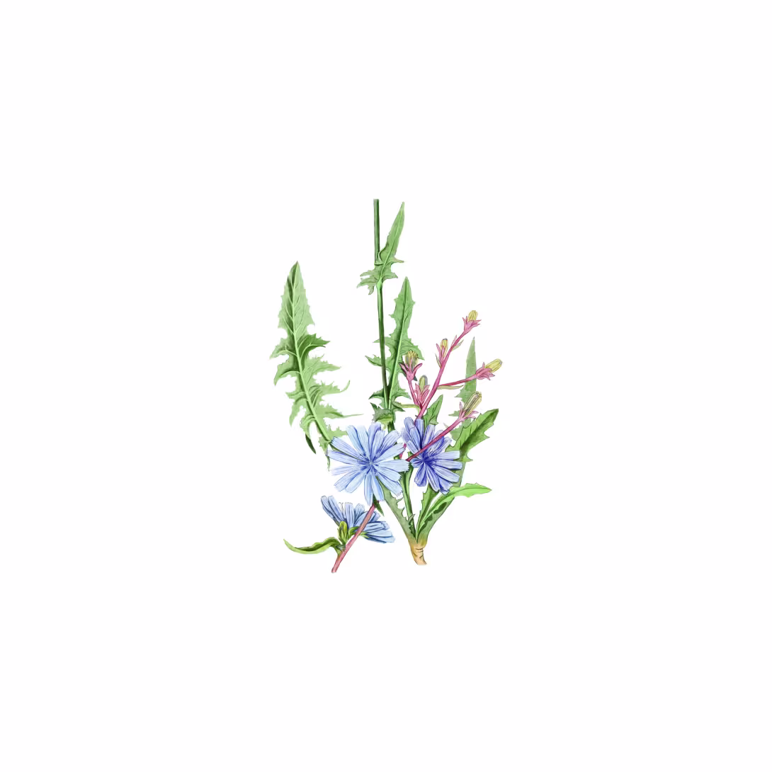 Wegwarte (Cichorium intybus)