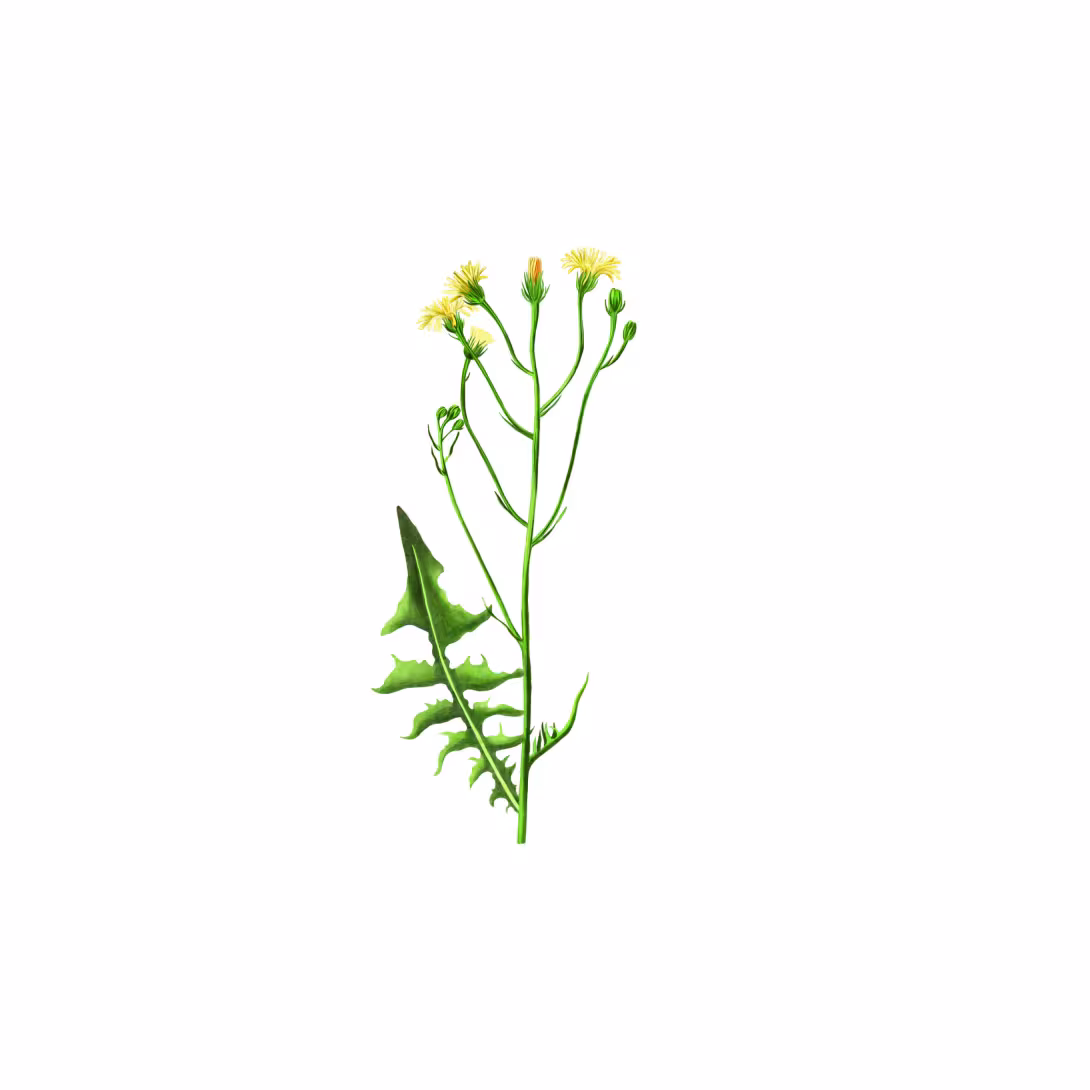 Wiesen-Pippau (Crepis biennis)