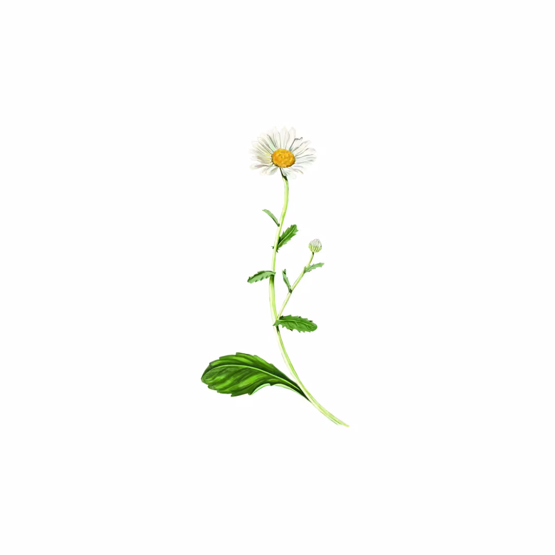 Margerite (Leucanthemum vulgare) 