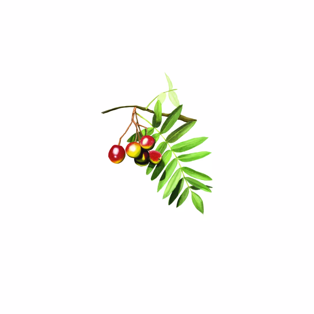Speierling (Sorbus domestica)
