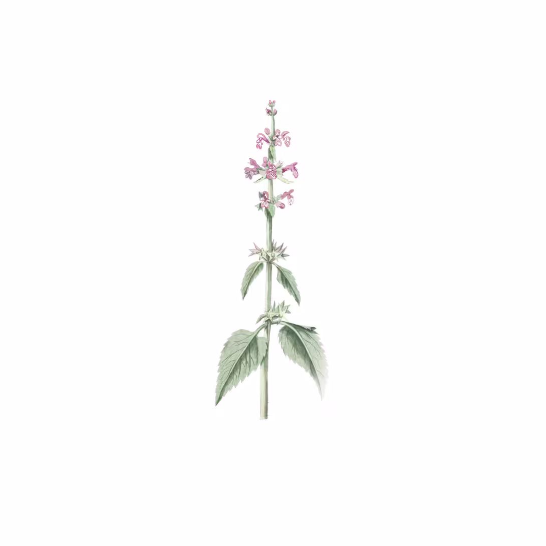 stachys_sylvatica