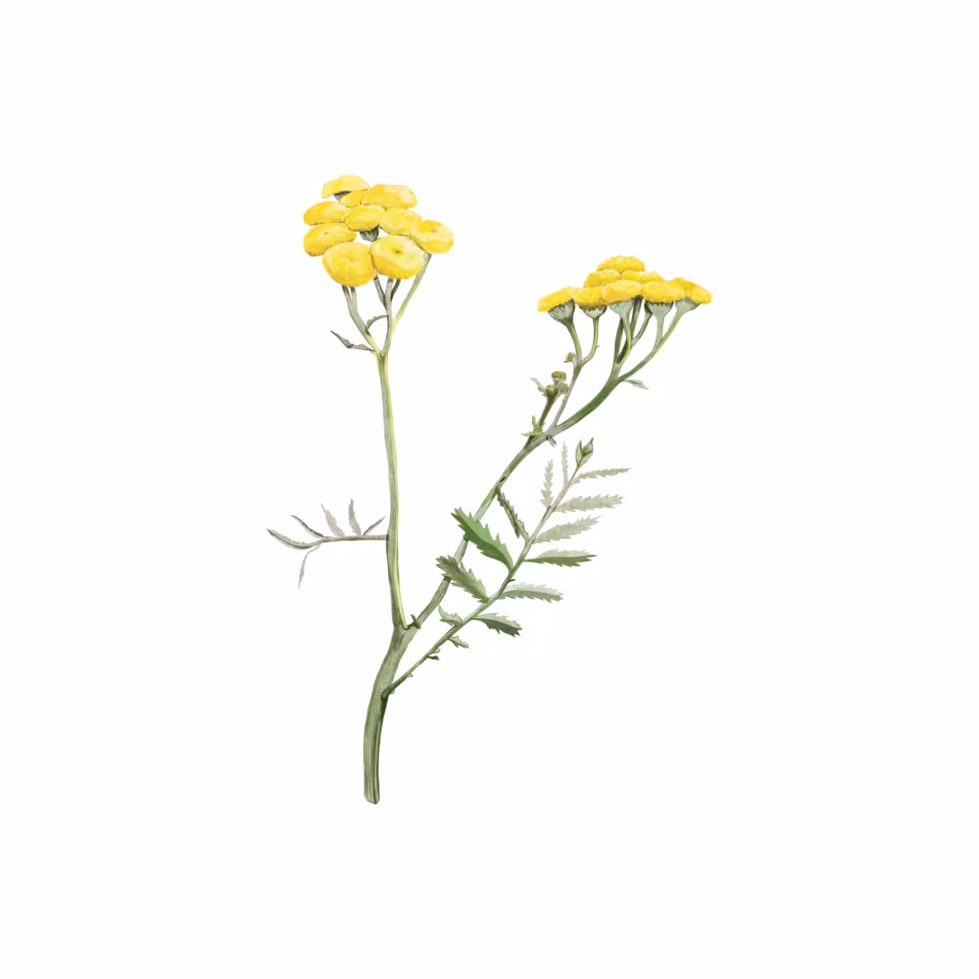 tanacetum_vulgare