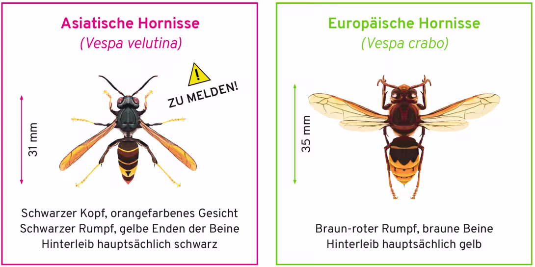 NBS_Hornissenvergleich