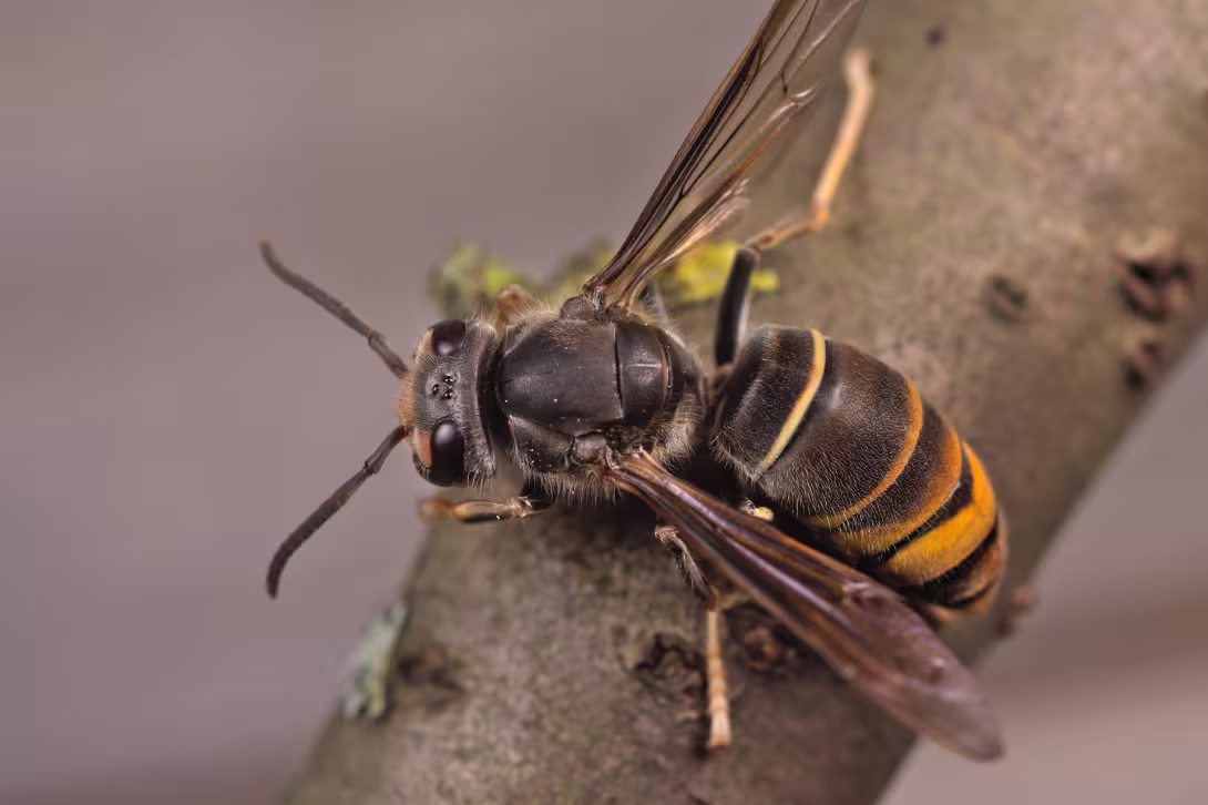 Vespa_velutina